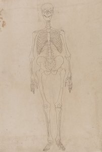 Studie der menschlichen Figur, Vorderansicht, aus Ein vergleichendes anatomisches Exposé der Struktur des menschlichen Körpers mit dem eines Tigers und eines gewöhnlichen Huhns von George Stubbs
