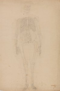 Studie der menschlichen Figur, Vorderansicht, aus Ein vergleichendes anatomisches Exposé der Struktur des menschlichen Körpers mit dem eines Tigers und eines gewöhnlichen Huhns von George Stubbs