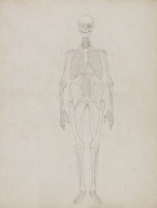 Studie der menschlichen Figur, Vorderansicht, aus 