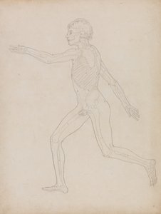 Studie der menschlichen Figur, Seitenansicht, aus A Comparative Anatomical Exposition of the Structure of the Human Body with that of a Tiger and a Common Fowl, 1795-1806 von George Stubbs