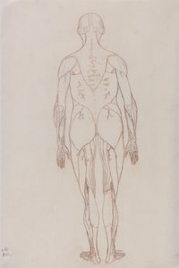 Studie der menschlichen Figur, Rückansicht, aus Ein vergleichendes anatomisches Exposé der Struktur des menschlichen Körpers mit dem eines Tigers und eines gewöhnlichen Huhns von George Stubbs