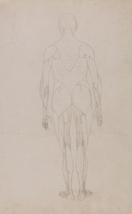 Studie der menschlichen Figur, Rückansicht, aus Ein vergleichendes anatomisches Exposé der Struktur des menschlichen Körpers mit dem eines Tigers und eines gewöhnlichen Huhns von George Stubbs
