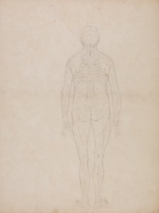 Studie der menschlichen Figur, Rückansicht, aus Ein vergleichendes anatomisches Exposé der Struktur des menschlichen Körpers mit dem eines Tigers und eines gewöhnlichen Huhns von George Stubbs