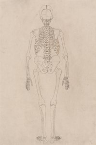 Studie der menschlichen Figur, Rückansicht, aus Einem Vergleichenden Anatomischen Exposé der Struktur des menschlichen Körpers mit dem eines Tigers und eines gewöhnlichen Huhns, ca. 1795-1806 von George Stubbs
