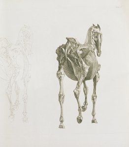 Tafel XV, aus 
