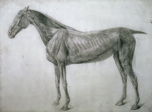Studie der Muskeln: Ecorche-Zeichnung von der Flanke gesehen, aus der 13. Anatomischen Tafel, aus der Anatomie des Pferdes, 1766 von George Stubbs