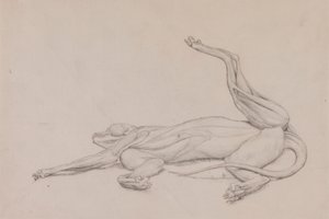 Tiger, liegend, ventral betrachtet von George Stubbs