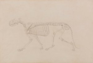 Tigerskelett, seitliche Ansicht (hochfertige Studie für Tabelle IV) von George Stubbs