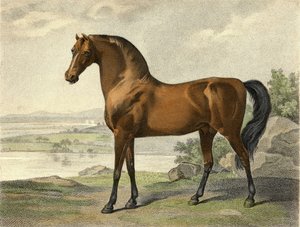 Warren Hastings Araber
