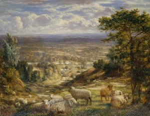 Sommerlandschaft mit Schafen