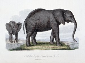 Naturgeschichtstafel: Zoologische Tafel, die den Afrikanischen Elefanten darstellt; Elephas Africanus - in „Complete Works of Buffon“ von Naturforscher Georges Louis Leclerc, Graf von Buffon (1707-1788). Gravur von 1837