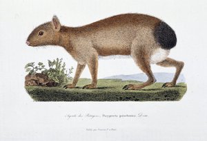 Naturgeschichtliche Tafel: Zoologische Tafel, die den Agouti des Patagons, Dasyprocta patachonica darstellt - in „Gesammelte Werke von Buffon“ von Naturforscher Georges Louis Leclerc, Graf von Buffon (1707 - 1788). Gravur von 1837