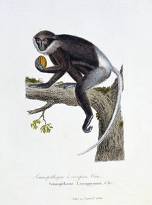 Naturgeschichtstafel: Zoologische Tafel, die den Weißrücken-Semnopithecus darstellt, Semnopithecus Leucoprymnus, Otto - in „Complete Works of Buffon“ von Naturforscher Georges Louis Leclerc, Graf von Buffon (1707-1788). Gravur von 1837 von Georges Louis Leclerc
