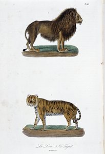 Naturgeschichte Tafel: Zoologische Tafel, die den Löwen und den Tiger darstellt - in „Komplettes von Buffon“ von Naturforscher Georges Louis Leclerc, Graf von Buffon. Gravur von 1837 von Georges Louis Leclerc