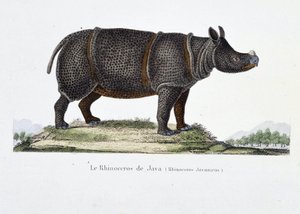 Naturgeschichtliche Tafel: Zoologische Darstellung des Java-Nashorns (Rhinoceros Javanicus) - in „Komplettwerke von Buffon“ von Naturforscher Georges Louis Leclerc, Graf von Buffon (1707 - 1788). Gravur von 1837