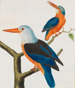 Histoire naturelle. Oiseaux. Planches enluminées, 1766-1782 von Georges Louis Leclerc de Buffon