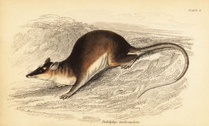 Braune Vieraugenbeutelratte, Metachirus nudicaudatus