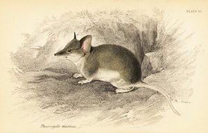 Gewöhnlicher Dunnart, Sminthopsis murina