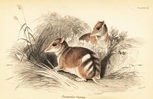 Östlicher Streifenbeutler, Perameles gunnii (Stich)