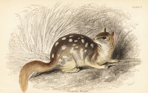 Östlicher Quoll, Dasyurus viverrinus. Gefährdet von Georges Robert Waterhouse