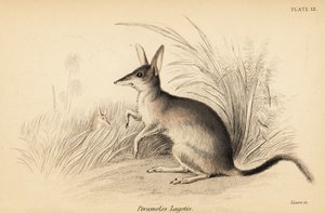 Großer Bilby, Macrotis lagotis. Gefährdet, 1841 (Gravur)