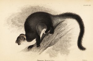 Großer Gleitbeutler, Petauroides volans