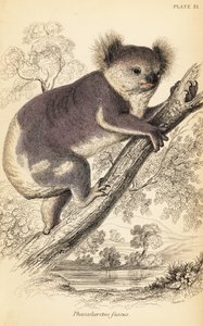 Koala, Phascolarctos cinereus (Stich) von Georges Robert Waterhouse