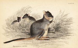 Langfüßiger Potoroo, Potorous longipes. Gefährdet (Kupferstich) von Georges Robert Waterhouse