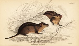 Nördliches Dreistreifen-Opossum, Monodelphis americana