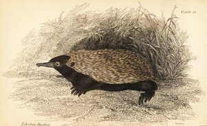 Kurzschnabeligel, Tachyglossus aculeatus von Georges Robert Waterhouse
