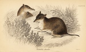 Südlicher brauner Bandicoot, Isoodon obesulus. Gefährdet (Kupferstich)