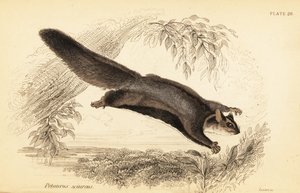 Gleitbeutler, Petaurus norfolcensis von Georges Robert Waterhouse