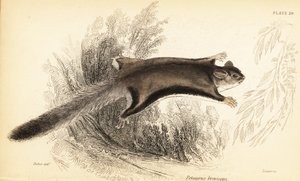 Zuckersegler, Petaurus breviceps (Stich)