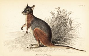 Tammar-Wallaby, Macropus eugenii (Gravur)
