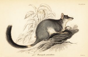 Tuan oder Gemeiner Wambenger, Phascogale tapoatafa, 1841 (Gravur) von Georges Robert Waterhouse
