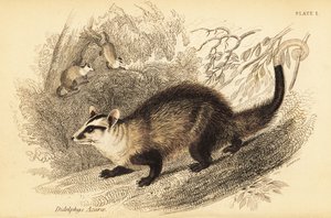 Weißohr-Opossum, Didelphis albiventris (Stich)