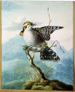 Ein kleiner Vogel, 1798