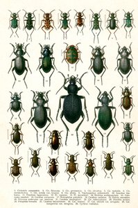 Antiker Druck von europäischen Käfern, ca. 1910
