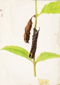 Gekräuselter toter Blatt nachahmender Sphinx-Raupe, frühes 20. Jahrhundert von Gerald H. Thayer