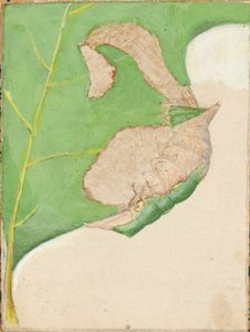 Eichenblatt-Randraupe, frühes 20. Jahrhundert von Gerald H. Thayer