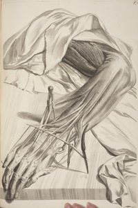 Anatomia Humani Corporis von Govard Bidloo, 1685 von Gerard de Lairesse