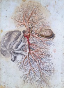 Blutgefäße der Leber und der Gallenblase, aus Anatomia Humani Corporis von Govard Bidloo (1649-1713) ca. 1685