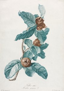 Kultur-Mispel (Mespilus germanica)