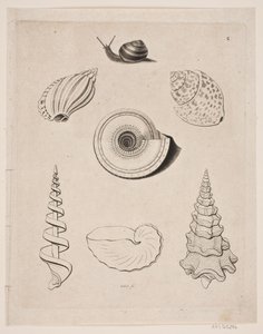 Tafel mit Schnecken von Gerhard Ludvig Lahde