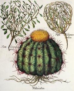 1. Melocactus; 2. Rosa Hiericontea aperta; 3. Rosa Hiericontea conclusa, aus dem Hortus Eystettensis von Basil Besler, veröffentlicht 1613 von German School