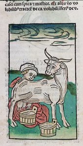 Eine Magd melkt eine Kuh, 1491 von German School