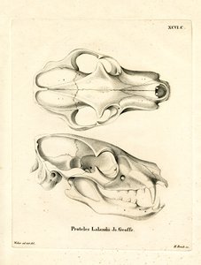 Aardwolf-Schädel