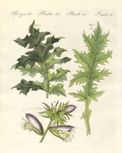 Akanthuspflanzen