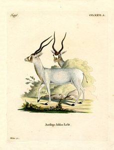 Addax-Antilope