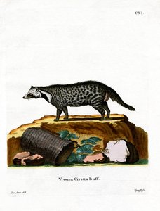 Afrikanische Zibetkatze von German School